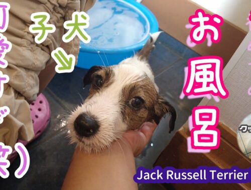 ラガー我が家で初めてのお風呂【子犬】【ジャックラッセルテリア】