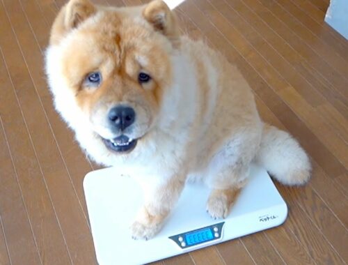 まだ子犬用の体重計が使えるか試してみるチャウチャウ犬