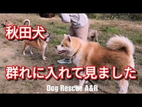【秋田犬】アキラを中型犬の群れに入れて見ました。
