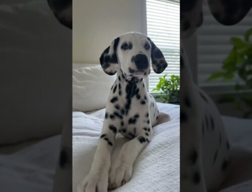 handsome dalmatian dog! #shorts #viral #dogsofinstagram #dogs #dalmatiandog