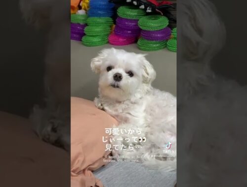 #shorts  見つめられたら怒る犬はこちら🐶【マルチーズ】Dog gets angry when stared at