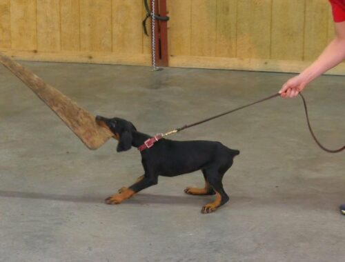 9 Wk Doberman Puppy "Evie" Early Protection Training Evaluation Development For Sale