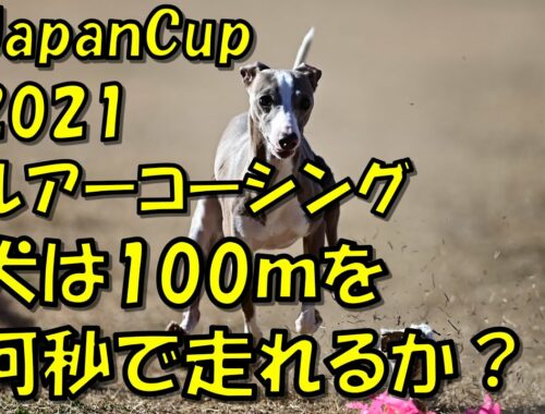ルアーコーシング イタリアングレーハウンド（イタグレ Italian Greyhound） PAL 2歳 2021-01-10 JapanCup2021 4th 千葉ポートパーク 直線100m