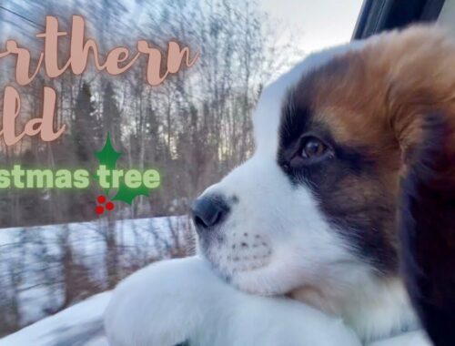 セントバーナード 子犬 ボウ成長記／クリスマスツリー【超大型犬とカナダで田舎暮らし・海外生活】犬Vlog
