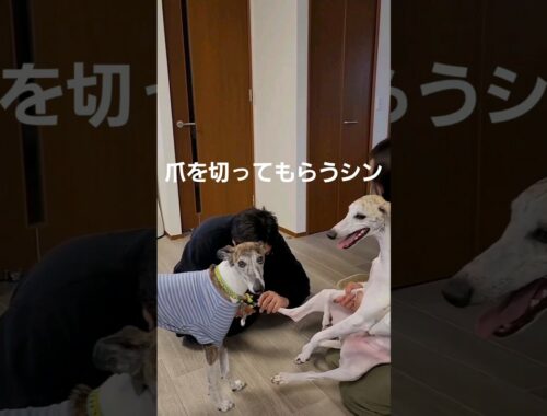 【無慈悲】やんちゃウィペットボーイ！シン君の強烈な一撃でシン君ママがGo to HEAVEN(^o^)／~~！！【ワンコあるある被害者の会】Whippet Dog SHIN FUKUOKA JAPAN