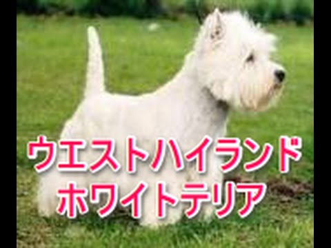 【犬図鑑】ウエストハイランドホワイトテリア