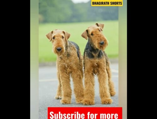 Airedale Terrier || a reliable and intelligent pet dog#dog lovers ♥️ #shorts #trending
