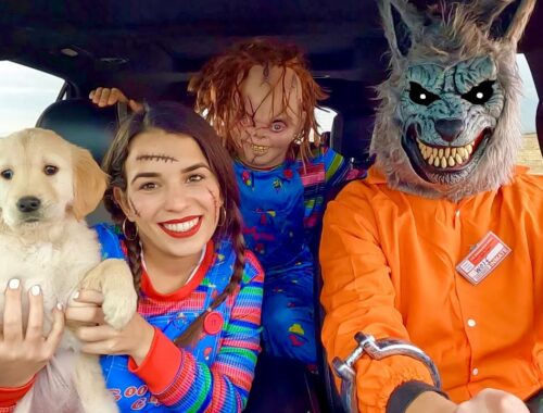 Wolf Surprises Puppy & Chucky with Car Ride Chase
