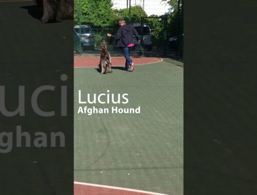 Dog Training: Lucius (Afghan Hound) - Walk to heel, Show walk, Fetch