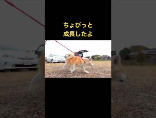 【akita dog】おっきくなるのが早い😁#秋田犬