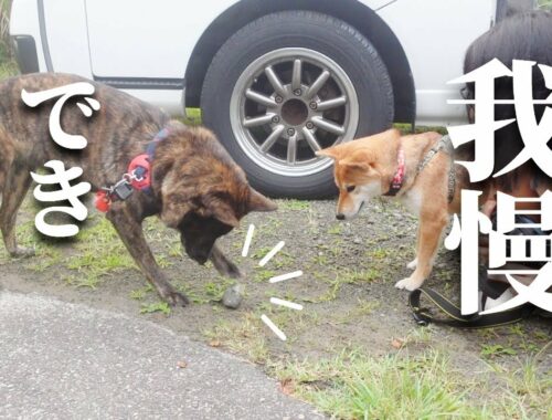 【伊豆旅行】勇ましい甲斐犬が石ころを見たらまさかの反応‼子犬みたいで可愛い‼【甲斐犬・柴犬】