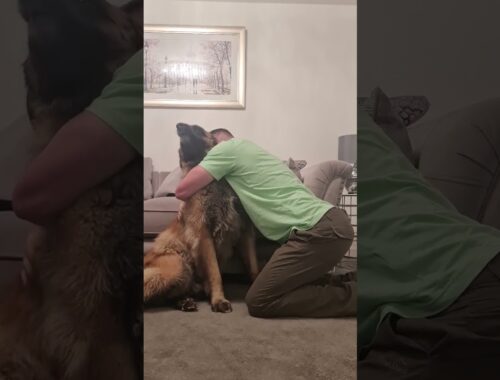 THE BEST CUDDLE IN THE WORLD COMES FROM A LEONBERGER DOG #shorts #dog #leonberger #beautiful