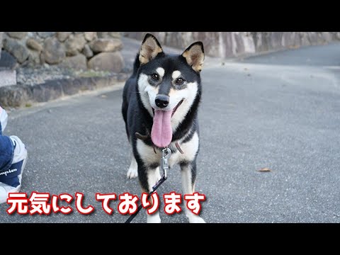 【京の柴犬】ご心配おかけしております🙇　太郎の犬モノガタリ第451話
