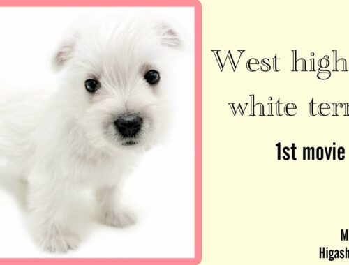 【2022年10月8日撮影】希少犬種「ウェストハイランドホワイトテリア」通称：ウェスティがやって来た！
