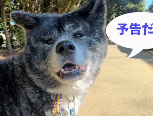 【秋田犬】秋馬とお菊ch.トレーラー動画【大型犬】【akita dog】