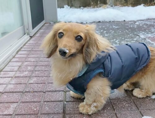 雪を知らなかった元保護犬ダックスが初めて雪遊びしました。