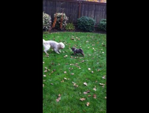 Tibetan Terrier meets his new little brother