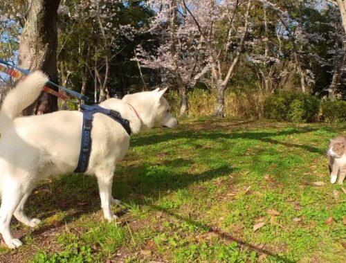 【第22回】桜　時々　紀州犬。