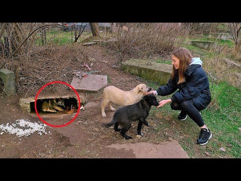 Someone's Cruel Behaviour  Made These Puppies Dig a Hole and Hide from People in it
