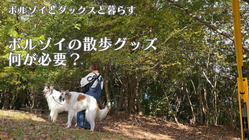 【ボルゾイの散歩グッズ】迷走し続けた我が家の散歩グッズ。その結果とは。 【ボルゾイの散歩グッズ】迷走し続けた我が家の散歩グッズ。その結果とは。