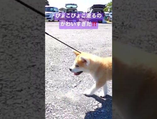 なんということでしょう...かわいいです😍#秋田犬 #秋田犬保存会 #akitainu #dog #犬のいる暮らし #犬の #子犬 #仔犬
