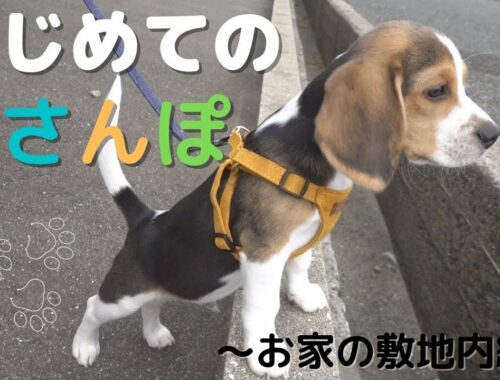 【ビーグル犬 子犬】はじめてのお散歩〜お家の敷地内編〜 | Beagle puppy, the first walk