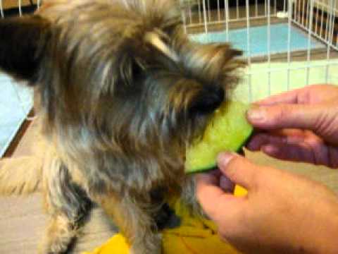 My pet dog (Cairn Terrier) eat watermelon.  (ケアーンテリア、スイカを食べる。。。)