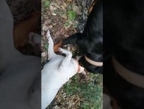 Rottweiler vs pitbull 🤐