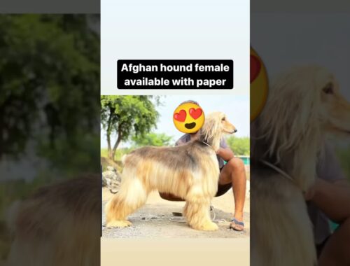 Afghan hound female available with paper || more information contact or whatsaap 📞7795461167