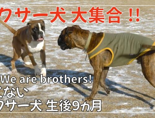 【兄弟再会】ドックランにボクサー犬が沢山集まって ボクサーまみれの一日【激しい？みんな仲良しです！】