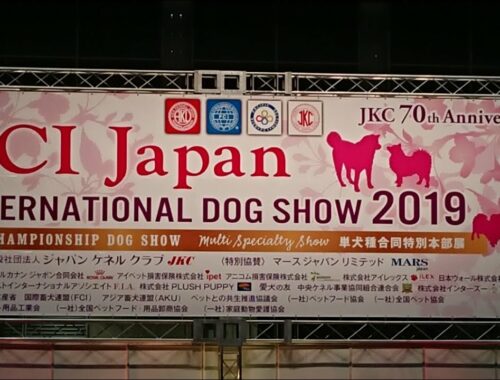 FCIジャパンインターナショナルドッグショー 2019  ノーフォークテリア その① 【FCI Japan International dog show 2019 Norfolkterrier】