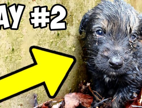 Small Puppy Barely Survived After Losing His Mom