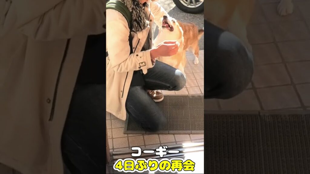 飼い主が大好きすぎるコーギー 飼い主が大好きすぎるコーギー