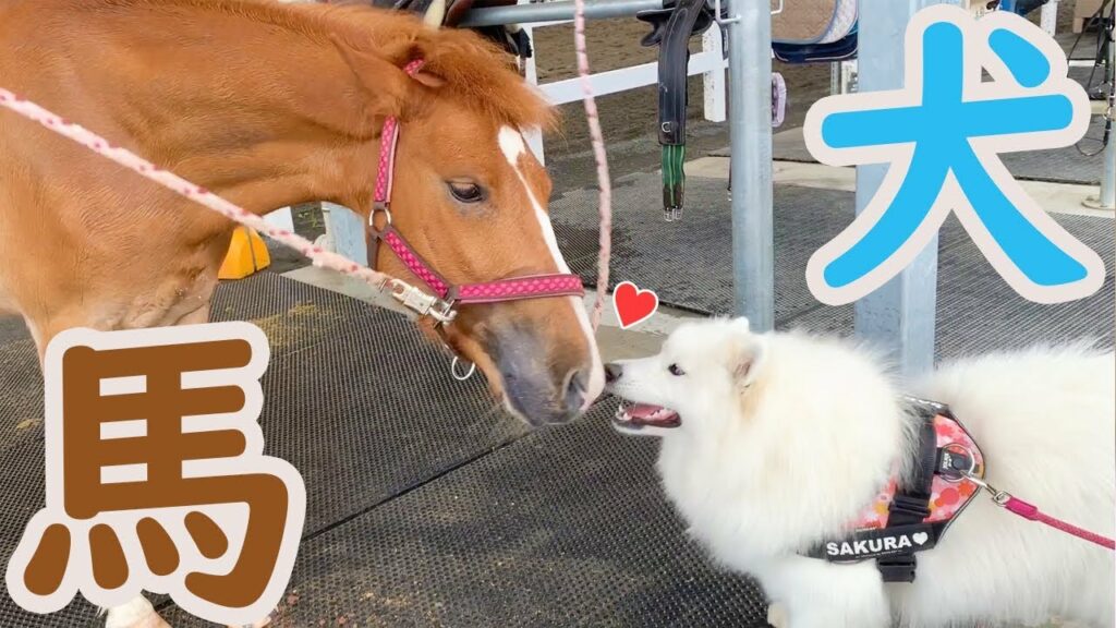 サモエド、馬と仲良くなる サモエド、馬と仲良くなる