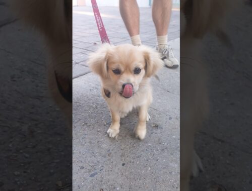 Tibetan Spaniel Breed Bred To Resemble Small Lion As Monks' Sentinel