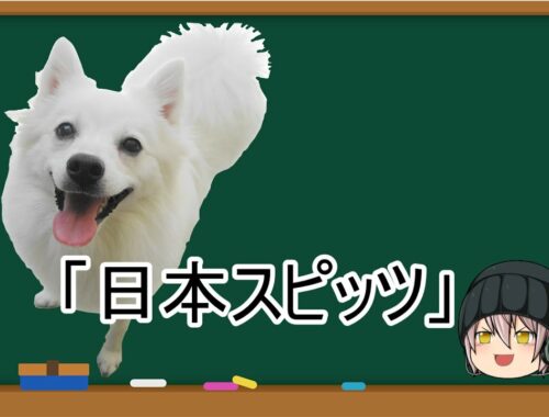 【ゆっくり解説】犬種３０：日本スピッツ