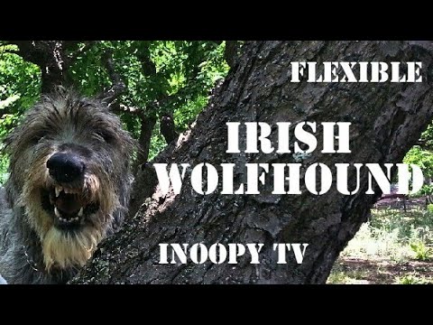 【FLEXIBLE】Irish Wolfhound 【しなやか】アイリッシュ ウルフハウンド