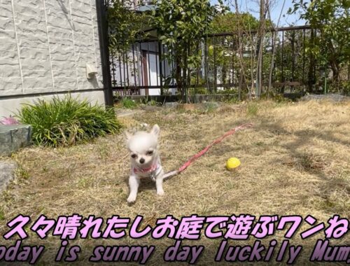 【ロングコートチワワ】すっかりおうちのお庭に慣れた子犬がいました　　【Chihuahua】 Puppy enjoys at home garden in a while