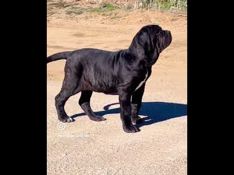The Bebé Neapolitan Mastiff 4 Months