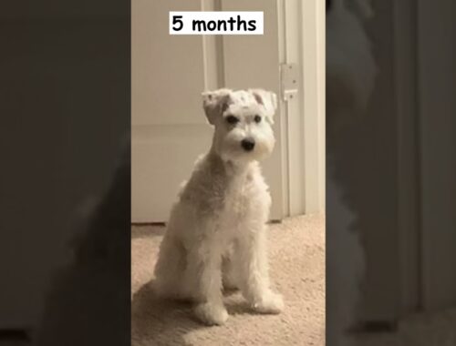 How fast can a puppy grow in 6 months