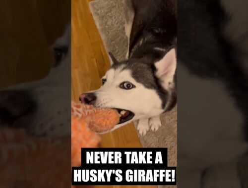 ADORABLE Husky Refuses To Give Up Her Giraffe!!!