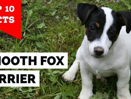 Smooth Fox Terrier - トップ10の事実 (The Gentleman Terrier)