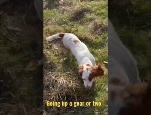 Working Cocker Spaniel…Hunting with Stop Whistle