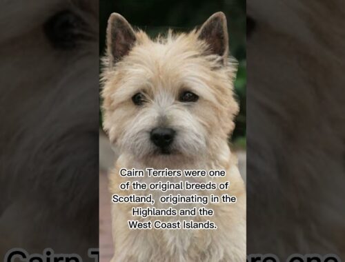 CAIRN TERRIER DOG 🐶 #animals #dogs #shorts