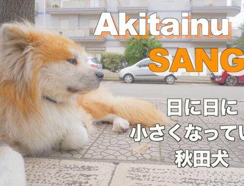 [Akita dog fighting cancer] Akita dog getting smaller day by day.
