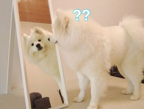 犬に鏡を見せたらどんな反応する？【サモエド】How would my dog react if I showed him the mirror?【samoyed】