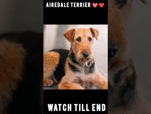 AIREDALE TERRIER 💖❤️ DOG STATUS#shorts #viral #youtubeshorts #trending