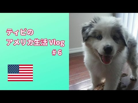 Vlog #6～子犬が我が家にやってきた【Australian Shepherd】オーストラリアンシェパード