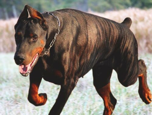 11 Things you Have to Know before Owning a Doberman