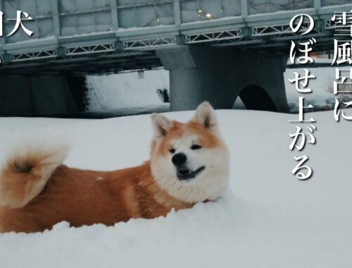 秋田犬ともぐら家族　はる、豪雪の朝散歩、雪風呂でのぼせ上がる